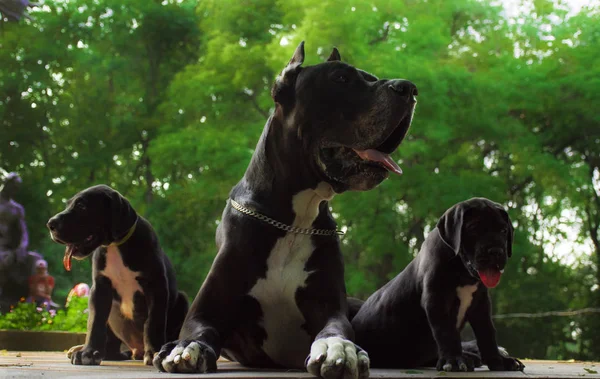 Güzel büyük Dane köpek ve