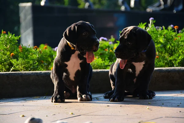 Güzel Danua köpek yavrusu