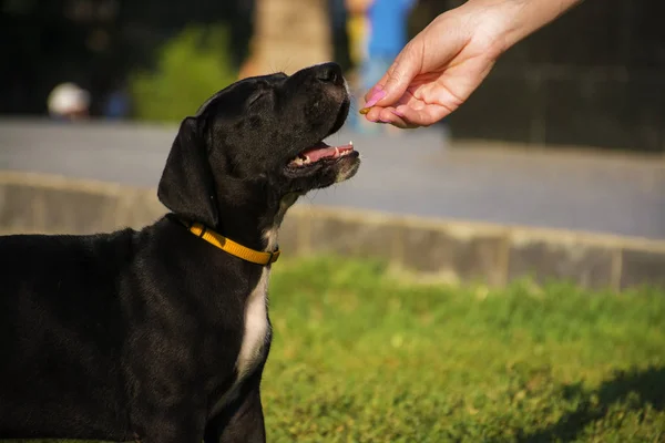 Güzel Danua köpek yavrusu