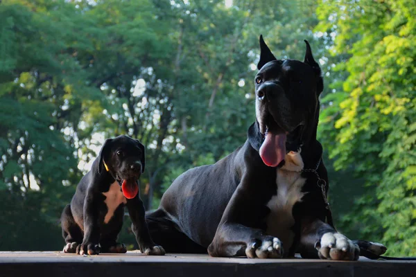 Bonito cachorrinho Great Dane e — Fotografia de Stock