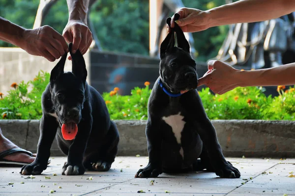 Güzel Danua köpek yavrusu
