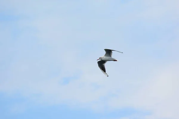 Seagull lotu nad Morzem Czarnym — Zdjęcie stockowe