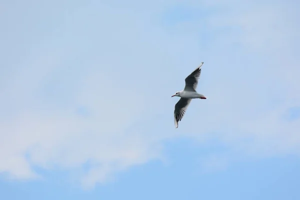 Karadeniz uçan martı