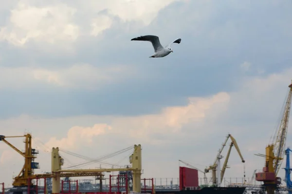 Karadeniz uçan martı