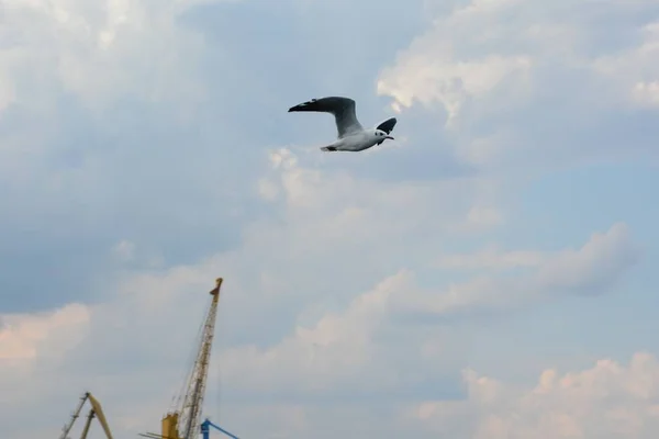 Karadeniz uçan martı