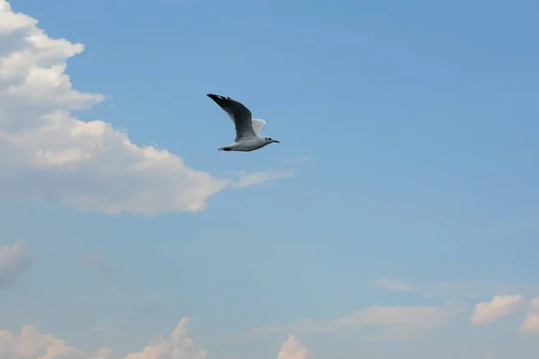Karadeniz uçan martı