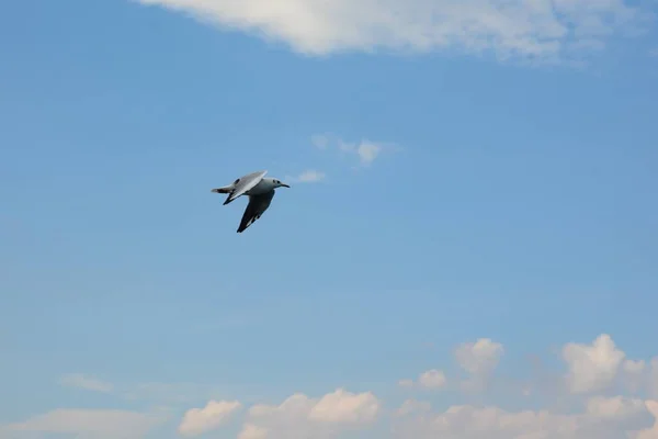 Karadeniz uçan martı