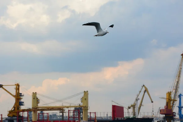 Karadeniz uçan martı