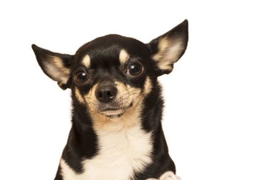 köpek doğurmak chihuahua