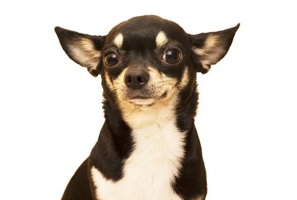 Hunderasse Chihuahua — Stockfoto