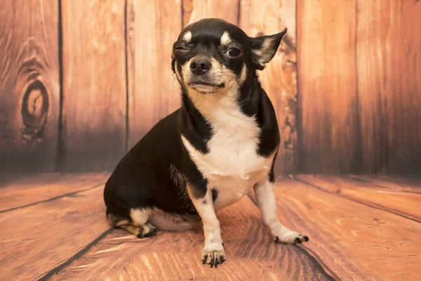 Hunderasse Chihuahua — Stockfoto