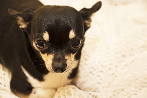 köpek doğurmak chihuahua