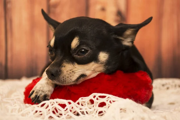 Hunderasse Chihuahua — Stockfoto