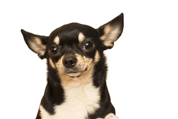 köpek doğurmak chihuahua