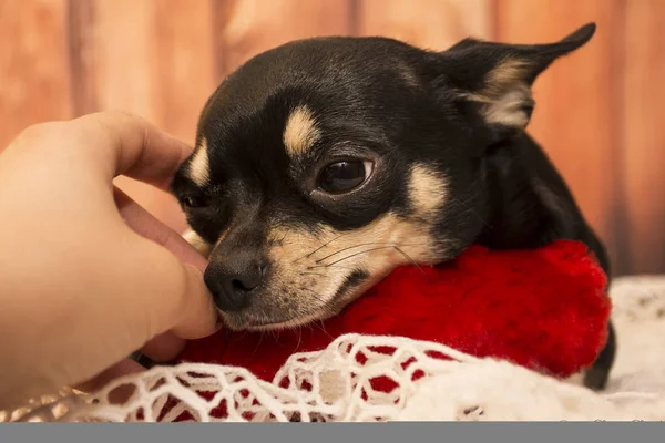 köpek doğurmak chihuahua