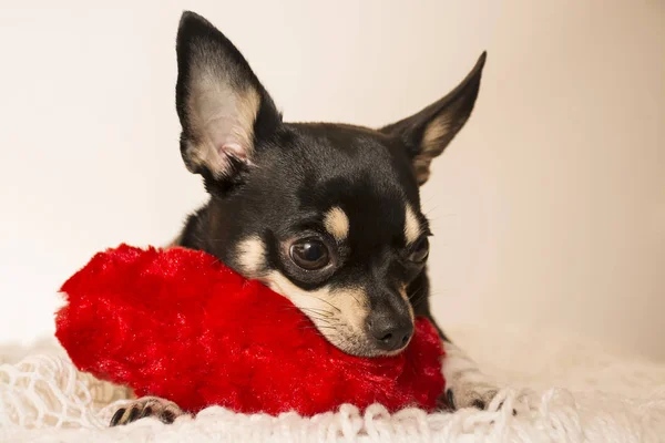 Hunderasse Chihuahua — Stockfoto