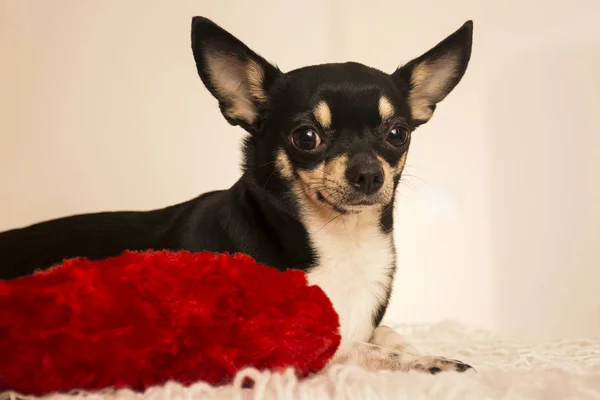 köpek doğurmak chihuahua