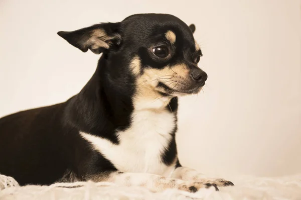 Порода собак чихуахуа — стоковое фото