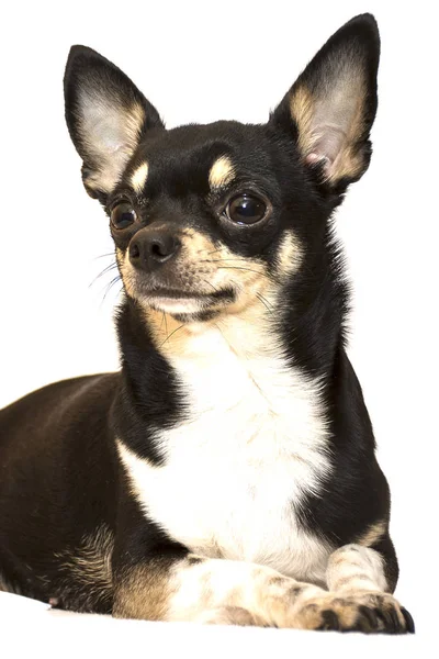 Raça de cães Chihuahua — Fotografia de Stock