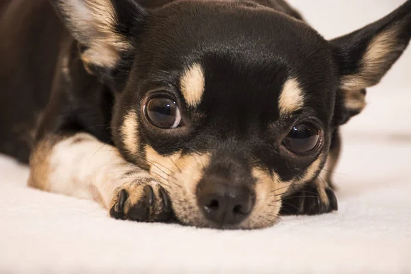 Hunderasse Chihuahua — Stockfoto
