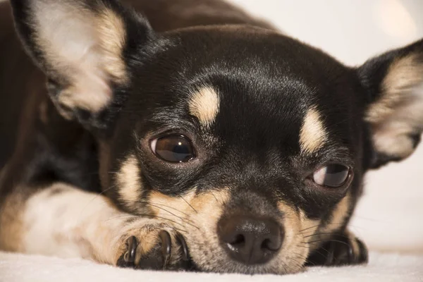 köpek doğurmak chihuahua