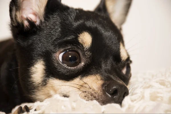 köpek doğurmak chihuahua