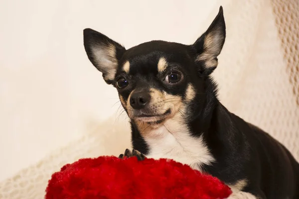 Cría de perros Chihuahua — Foto de Stock