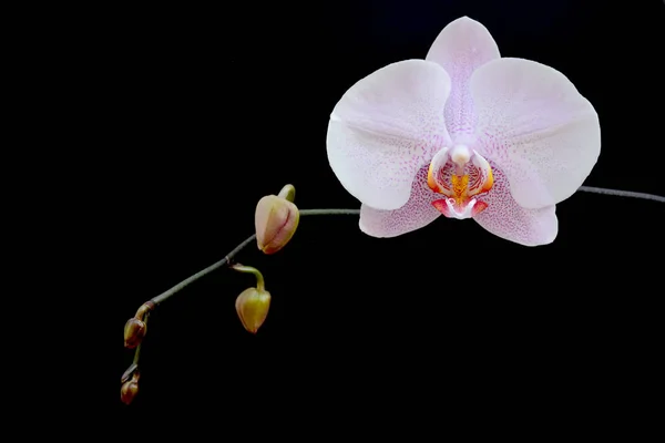 Phalaenopsis orkide siyah bir zemin üzerine