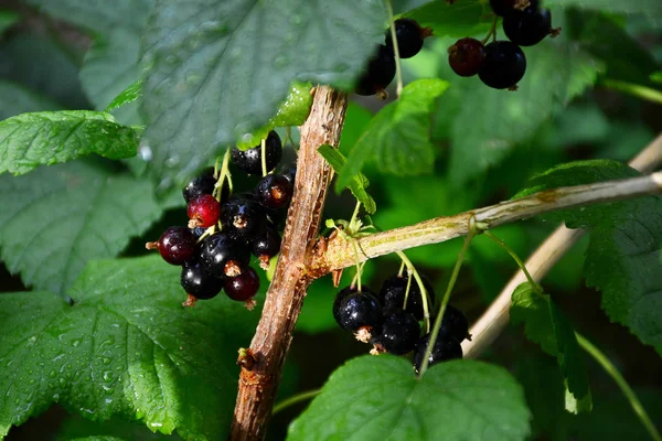 Grandes grosellas negras en la colmena bajo los rayos del san — Foto de Stock