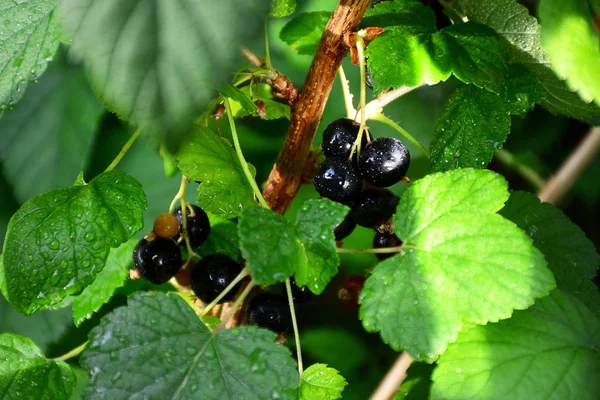 Kovandaki san ışınları altında siyah büyük kuş üzümü