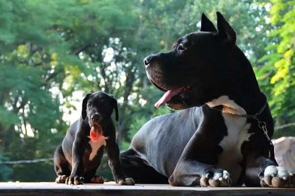 Parka Danua kümesin kukla