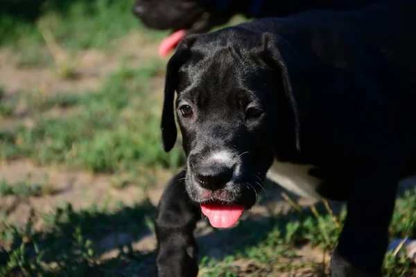 Parka Danua kümesin kukla