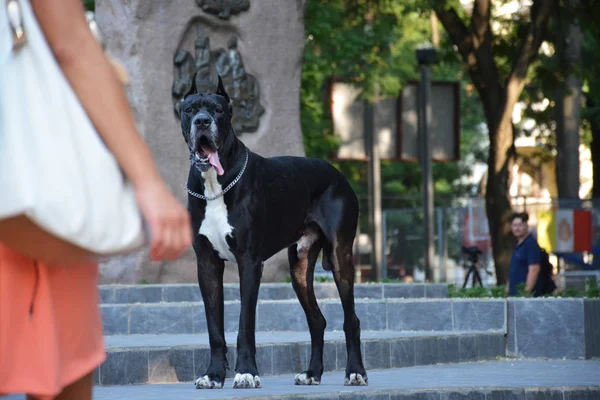 Siyah Alman mastiff parkta yürüyor