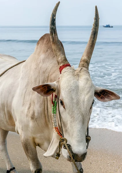 India Goa. Kora reggel a strand Colva. — Stock Fotó