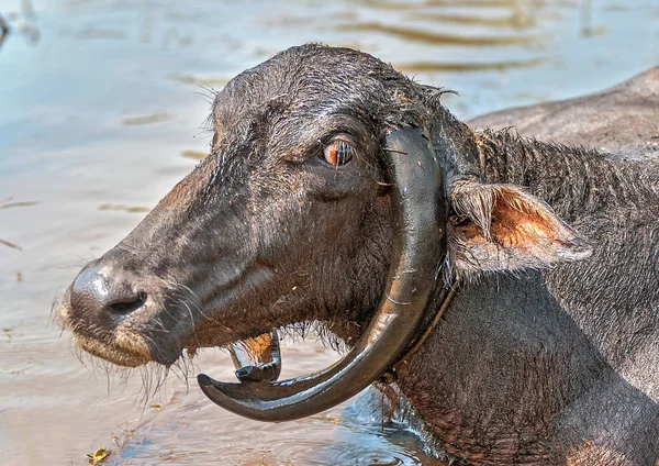 Buffles - un animal sacré en Inde . — Photo