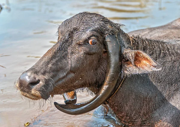 Texas'ın-Hindistan'da kutsal bir hayvan. — Stok fotoğraf