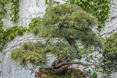 Çin, Bonsai sanatı inanılmaz güzelliği.