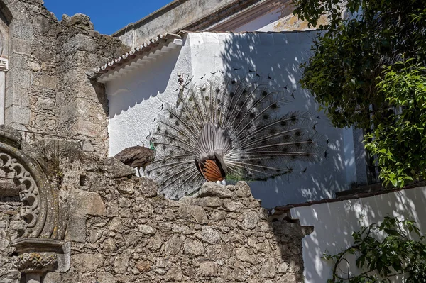 Evora, Portekiz. Tavus kuşu üzerinde Antik bir tapınak kalıntıları üzerine — Stok fotoğraf