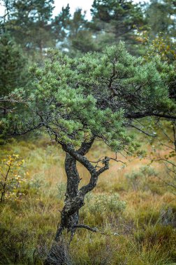 Norveç, Lysefjord. Minber Rock - Prekestolen giden yol.