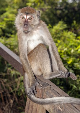 Ao Nang köyü. Sözde 