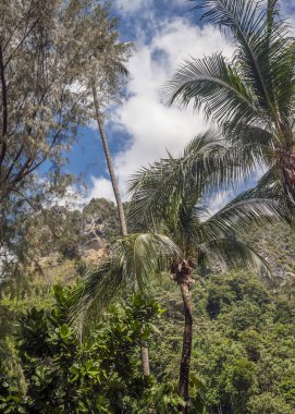 Orman maymun yollar görüntülemek