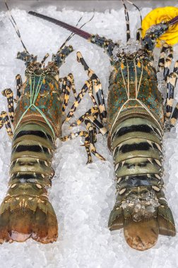  Canlı ıstakoz, buz üzerinde yalan.