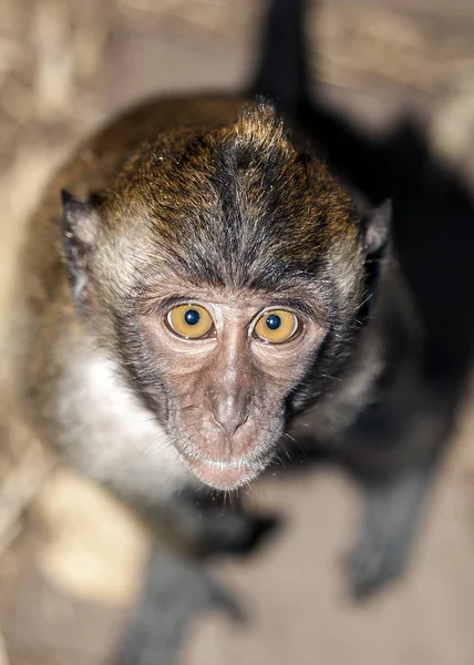 Ao Nang Village. Le soi-disant "sentier des singes" dans la jungle . — Photo