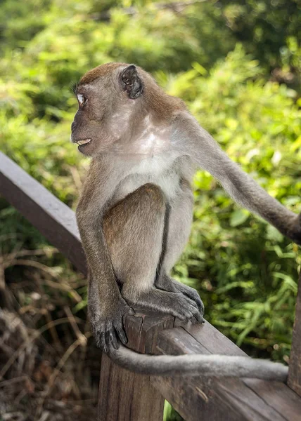 Ao Nang köyü. Sözde 