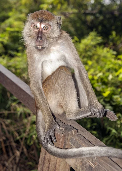 Ao Nang köyü. Sözde 