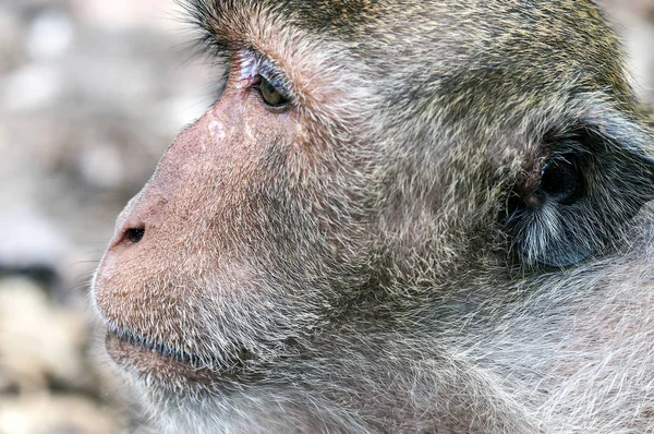 Ao Nang köyü. Sözde 