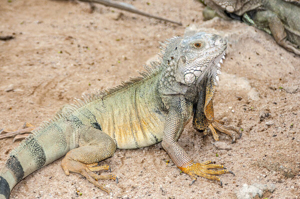 Игуана греется на солнце.