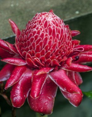 Tayland. Etlingera Lisesi 'nin çiçeği. Ginger ailesinin daimi bitki cinsi..