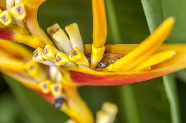 Tayland, Pattaya, Madam Nong Nooch Tropik Bahçesi. Heliconia Caribaea Çiçekleri.