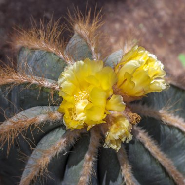 Tayland, Pattaya, Madam Nong Nooch Tropikal Parkı. Çiçek açan parlak sarı kaktüs çiçekleri.